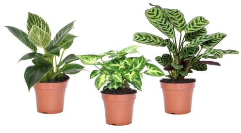 Plant in a Box - Home Mix - Mezcla de 3 - Plantas verdes purificadoras del aire fáciles de cuidar - Perfectas para la oficina o el alféizar de la ventana! - Maceta 12cm - Altura 25-40cm