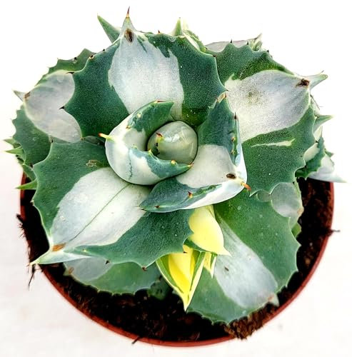 POWERS TO FLOWERS - AGAVE SHOJI RAIJIN VARIEGATA, 10CM DIAMETRO, pianta vera