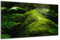 DARO Design - Wand-Bild auf 6mm HDF 56x84 cm Moos Wurzel Wald Baum - Wand-Deko Bilder Geschenk