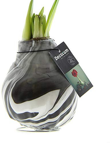 Amaryllis in Wachs XL Artooz Schwarz | 1 Stück | Amaryllis in Wachs | ohne Gießen | pflegeleicht | lange und majestätische Blüte | Rot | Zimmerpflanze