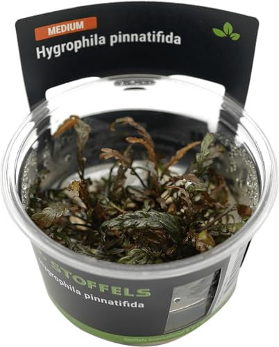 Stoffels Hygrophila pinnatifida in-vitro