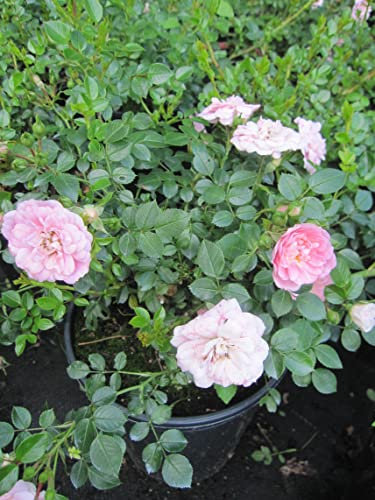 Rosa Sweet Knirps ® - Bodendeckerrose Sweet Knirps ® - Kordes Rose