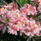Rhododendron Juniduft 60-70cm - Rhododendron viscosum - Gartenpflanze