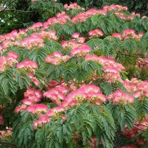 Pianta di ALBIZIA JULIBRIBRISSIN TROPICAL DREAM ® albero della seta FOTO REALE in vaso 18 cm