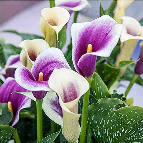 FStening 2 Stück Selten Calla Lilien Zwiebeln Mehrjährige Lila Weiße Blüten Aufrechter Wuchs Rehresistent Pflegeleicht Für Jeden Geeignet Zum Pflanzen