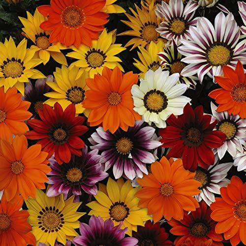 Gazania Seeds UK splendens 'New Day Mix' F1 Hybrid Gazania Splendens Treasure Flower Half-Hardy Annual Easy to Grow Your Own Outdoor Garden Flower Plants (Approx. 20 Seeds) by Thompson and Morgan