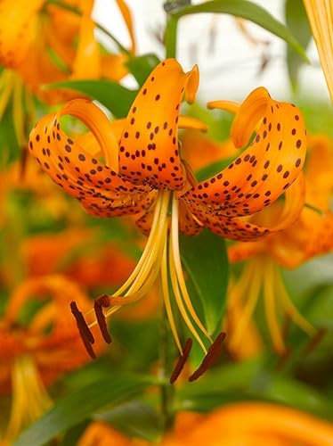 CSL sunrise Botanische Garten Lilie Henryi, 5x Zwiebeln, Lilium bis 150 cm, winterharte und mehrjährige Lilie, Lilienzwiebeln, Blumenzwiebeln, bienenfreundlich, schmetterlingsfreundlich
