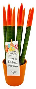 Sansevieria Cylindrica punte di velluto in vaso di ceramica colorato diametro 12 cm. altezza 35 cm, pianta vera (Arancio)
