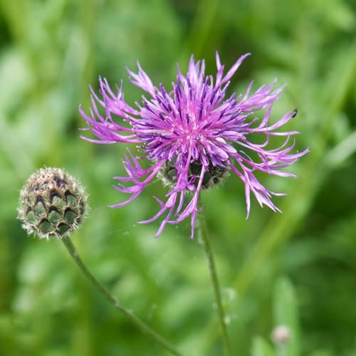 semillas de aciano, aciano Semillas de flores perennes resistentes, semillas. balcón de semillas, jardín de flores Cobertura del suelo resistente, regalos de jardín. flores 100pcs
