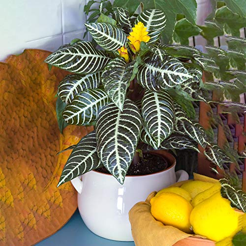 Premium Aphelandra Verde | Sempreverde Colorata | Pianta Zebra 25-35 cm