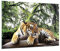 ARTTOR Bilder auf Glas 100x70cm Glasbild Tiger Dschungel Ruhe Groß Wanddeko Bild im Glas Schlafzimmer Küche Deko Wandbilder Dekoration Wohnzimmer Modern Wall Decor Wand Kunstdruck Art GAA100x70-4166