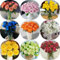 Semillas de rosas para plantar, plantas exóticas semillas de flores decoración floral plantas rosas flores para invitados decoración sala estar invernaderos balcón variedades 50pcs