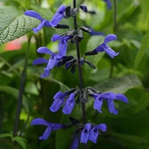 Salvia 'Black & Bloom’ Perennial Garden Plug Plants Pack x6