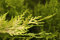 Cupressocyparis leylandii 'Gold Rider' 40-60 cm - Leyland-Zypresse, goldgelbes Laub, ideal als Hecke, schnellwachsend, winterhart, pflegeleicht