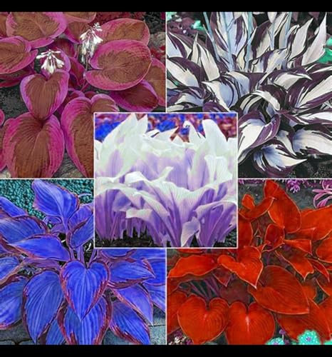 Hosta Mix for Planting Now UK/Greening Flower/Natural Organic/Strong Plants That Grow Well/Good for Containers/Cut Flowers,Wedding Flowers.-15Bulbs-H