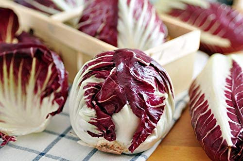 PLAT FIRM Germinazione dei semi: BIO - RadicchioPalla Rossa 3 - certificata biologica; - - 360 semi