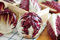 PLAT FIRM Germinazione dei semi: BIO - RadicchioPalla Rossa 3 - certificata biologica; - - 360 semi