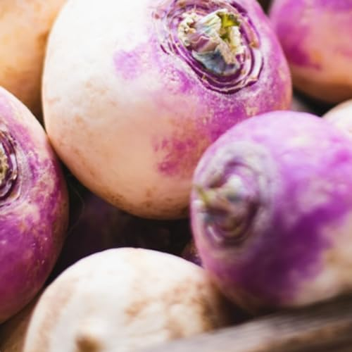 Turnip Seeds - 1300 Purple Top Milan Turnip Seeds - Plant and Grow Your Own Vegetables Ideal for Greenhouse, Garden, Polytunnel, Large Pots or Containers – Packed in The UK by Meldon Seeds