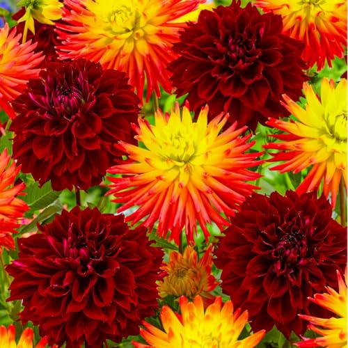 Dahlien Knollen - 5 Zwiebeln - Sonne Kollektion Blumenzwiebeln - Echte Pflanzen aus Holland - Für Garten, Töpfe und Balkon (kein Samen, nicht künstlich, nicht winterhart)