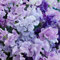 Semi di piselli blu - Lathyrus odoratus