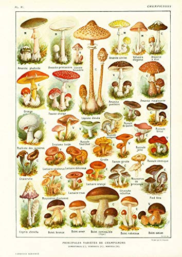 Poster Poster Pilze Sortenkarte