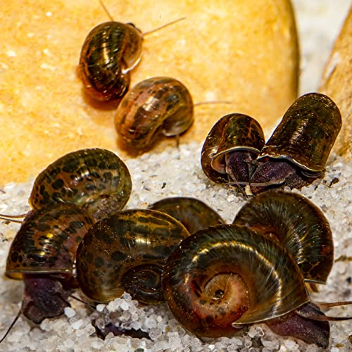 10 x Posthornschnecke, marmoriert, Cleaningcrew, Nachzuchten, nützliche Helfer, Algenfresser, Aquariumschnecke