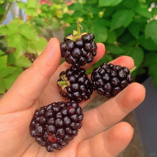 moras plantas semillas resistentes - semillas de flores semillas de plantas zarzamora Plante semillas resistentes en camas elevadas. semillas de jardín interior para camas elevadas 100pcs