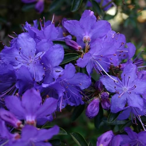 Rhododendron 'Gristede - Rhododendron 'Gristede' - 25-30 cm Topf