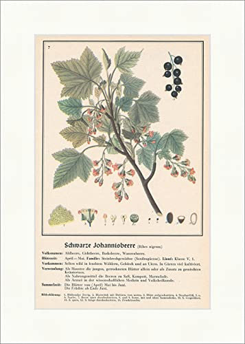 Biller Antik Grosella negra Ribes nigrum chinches Plantas medicinales Hierbas medicinales 099