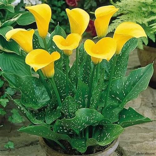 Calla Lily Bulbs-Calla Lily Bulbs for Planting Now UK,Garden Flowers,Wedding Flowers,Hardy Perennial,Plant Bulbs-4bulbs-d