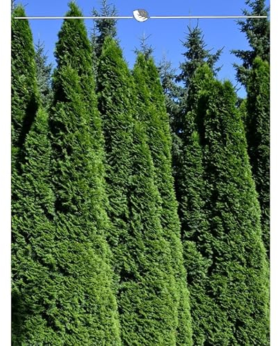 Lebensbaum Thuja Smaragd 200-225 cm. 15 Thuja Pflanzen. Sichtschutz Hecke