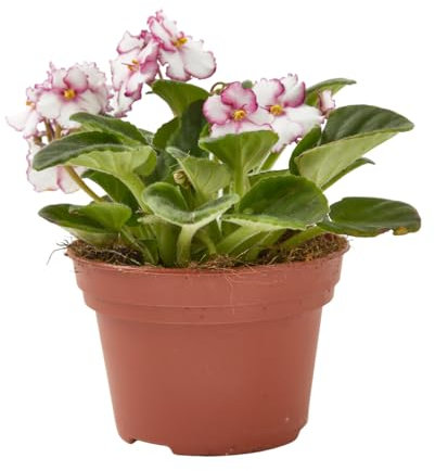 Verdecora Violeta Africana en maceta Ø15cm | Saintpaulia ionantha | Planta Natural de Interior con Floración Colorida | Ideal para Decoración de Hogar y Oficina