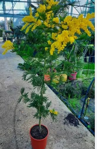 Mimose im Topf, dekorativer Baum reicht bis zu 140 cm, gelbe Blumen, Romagna Mimosenbaum wird 140 cm hoch, sehr schön, robust, hergestellt in Italien, Terre di Romagna