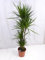 [Palmenlager] - XXL Dracaena marginata 160 cm / 4er(!) Tuff // Drachenbaum