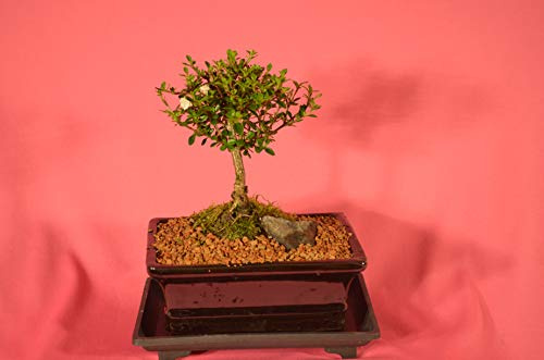 Indoor Bonsai
