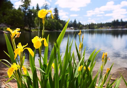 Lincolnshire Pond Plants Ltd - Iris pseudacorus (Yellow Flag) - Marginal Pond Plants - MP057-1 / 3Ltr Potted