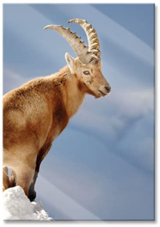 Pixxprint Glasbild, Wandbild aus Echtglas, Steinbock im Schnee, 70x100 cm, inkl. Aufhängung und Abstandshalter