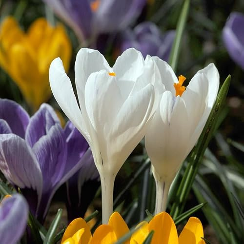 Krokusse Jeanne d'Arc | 25 Stück | Blumenzwiebel | Verwildernd | Topfpflanze | Geeignet für Kübel | Weiß | 100% Blütegarantie | QFB Gardening | Krokuszwiebel | Bienenblume
