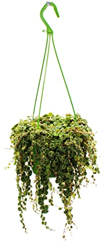 Exotenherz - Zimmerpflanze zum Hängen - Peperomia prostrata String of Turtles - Schildkröte an der Schnur - Zwergpfeffer - 14cm Ampel