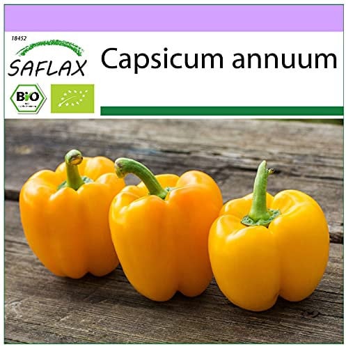 SAFLAX - BIO - Poivron - California wonder - Jaune - 20 graines - Capsicum annuum