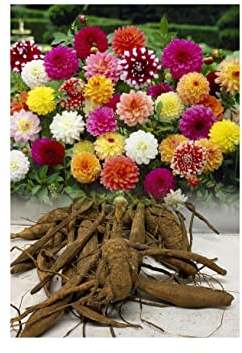 5 Mixed Dinnerplate Decorative Dahlia/Tubers/Bulbs, Mixed Colours, Garden Summer Flowering Excellent Offer : - by GARTHWAITE NURSERIES® : - UK Stockist