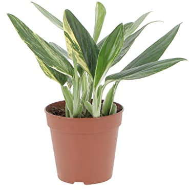 KENTIS - Monstera Standleyana - Piante Vere da Appartamento - Pianta Ornamentale Tropicale da Interno - Piante Variegate - H 25-30 cm Vaso Ø 12 cm