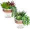 Set di 2 piante grasse artificiali in vaso, piante grasse finali finte in vaso di vetro trasparente, piante decorative assortite per casa, ufficio, bagno, camera da letto, scrivania, mensola