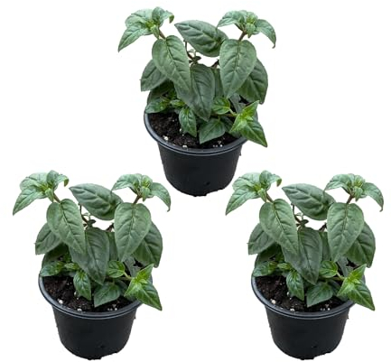 Bloomique - Set di 3 - Fucsia Delta Sarah - Pianta campana - Piante da giardino - Resistente all'inverno - ⌀9 cm - 15-25 cm