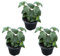 Bloomique - Lot de 3 - Fuchsia Delta Sarah - Plante clochette - Plantes de jardin - Résistante à l'hiver - ⌀9 cm - 15-25 cm