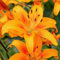 Lilium martagon zwiebeln,Winterharte,lilien im topf,lilie riesen,lilien deko,lilien zwiebeln forever susan,lilie,duft lilien,lilien knollen,lilien zwiebeln winterhart mehrjährig.-6 zwiebeln-G