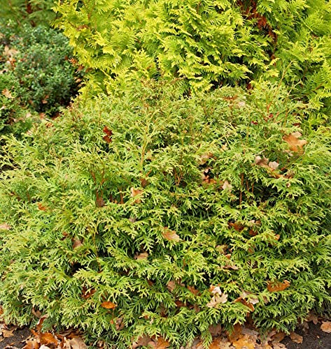 Lebensbaum Mecki 20-30cm - Thuja occidentalis - Gartenpflanze