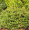 Lebensbaum Mecki 20-30cm - Thuja occidentalis - Gartenpflanze