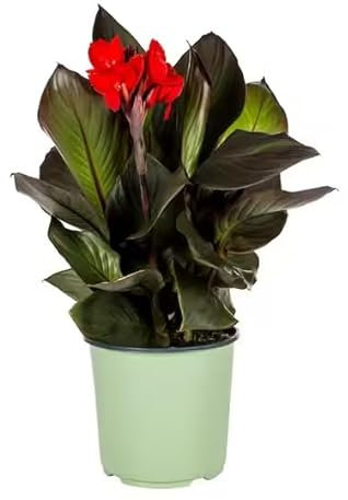 Canna Indica Natural Planta de Exterior Resistente y de Fácil Mantenimiento