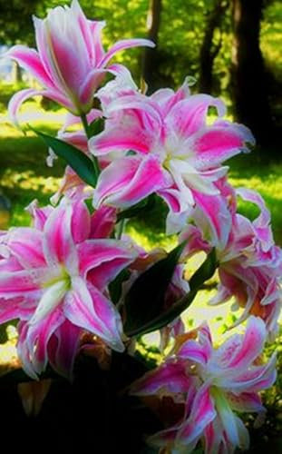 Lilienzwiebeln, Blumenzwiebeln, Temperament, Winterhart MehrjäHrig,Blumenzwiebeln,Frische Luft,Riesenlilien Baumlilien Winterhart MehrjäHrig Gartenpflanzen-6zwiebeln-E